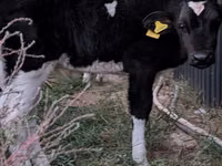 Ցուլ, Swiss cattle — լուսանկար 3