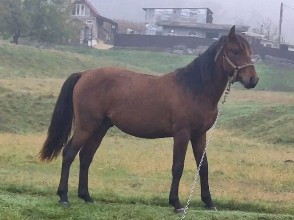 Hingst, Heste