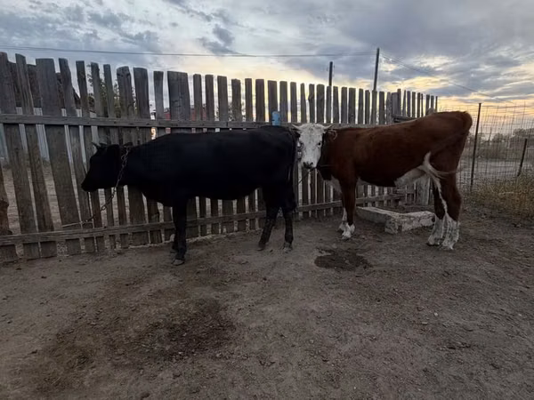 Cow, Simmental cattle — Kazakhstan