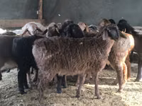 Ovan, Hissar sheep — fotografija 7