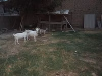 Goat, Goats — photo 3