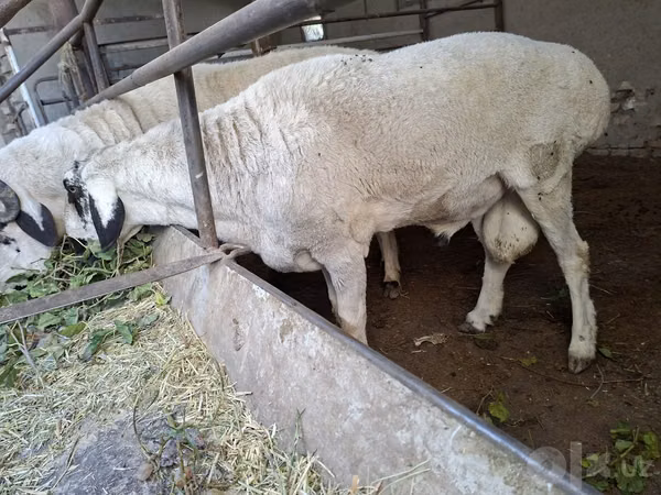 Ram, Sheep