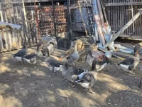 Geese — zdjęcie 7