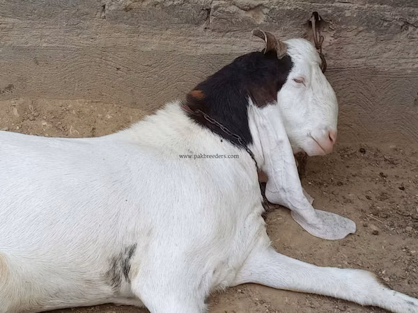 Billy Goat, Goats