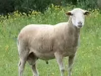Ram, Sheep — photo 1