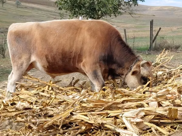 Bull, Simmental cattle — Moldova
