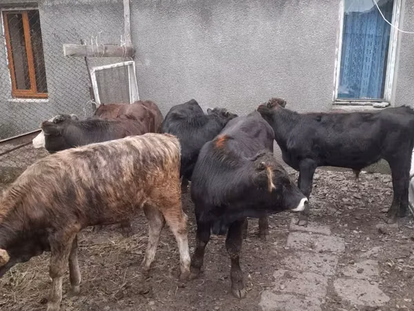Bull, Cattle — Armenia