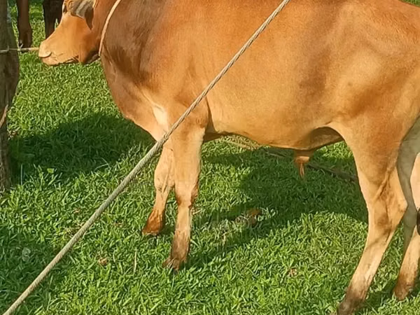 Cattle (batch, sex not specified), Cattle — Bangladesh