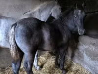 ፈረስ, Horses — ፎቶ 2