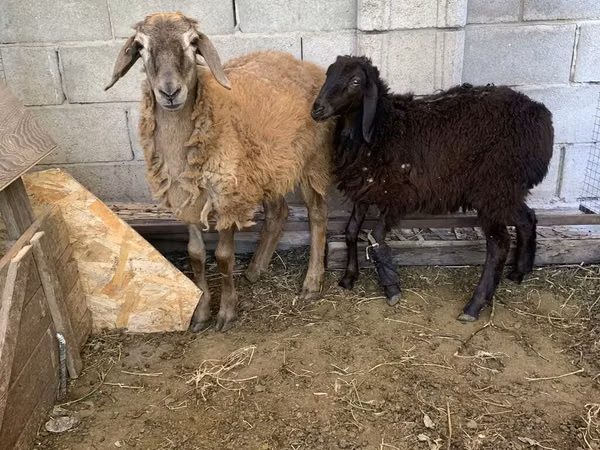 Ram, Small-tailed Han sheep — Kyrgyzstan