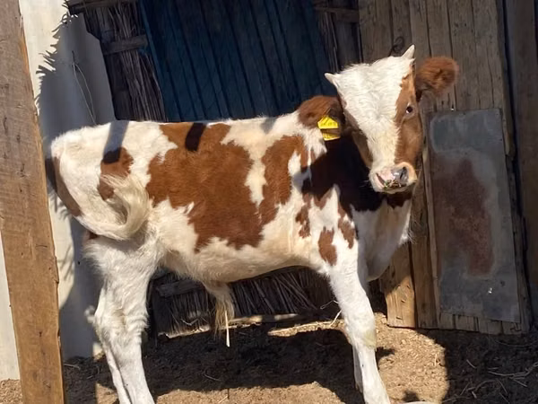 Ταύρος, Simmental cattle