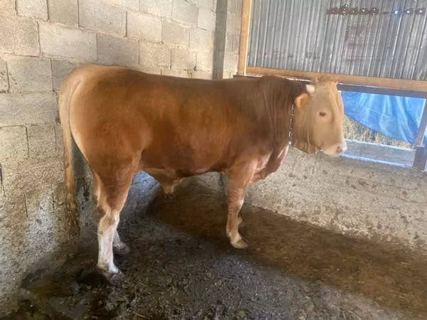 Бик, Swiss cattle