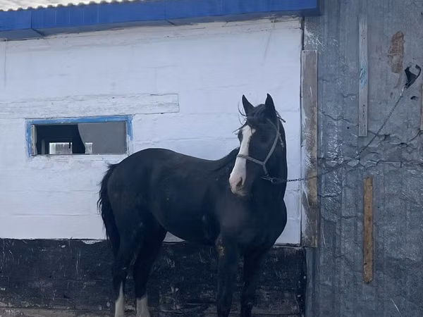 घोड़ा, Kazakh horse — कज़ाखस्तान