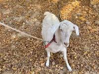 Echki, Alpine goat — 4-rasm