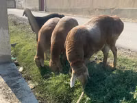 भेड़ें (लॉट, लिंग निर्दिष्ट नहीं), Arashan sheep — फ़ोटो 4