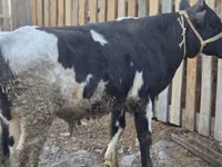 सांड, Russian Black pied cattle — फ़ोटो 5