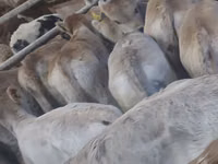 सांड, Simmental cattle — फ़ोटो 2