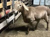 قوچ, Arashan sheep — عکس 3