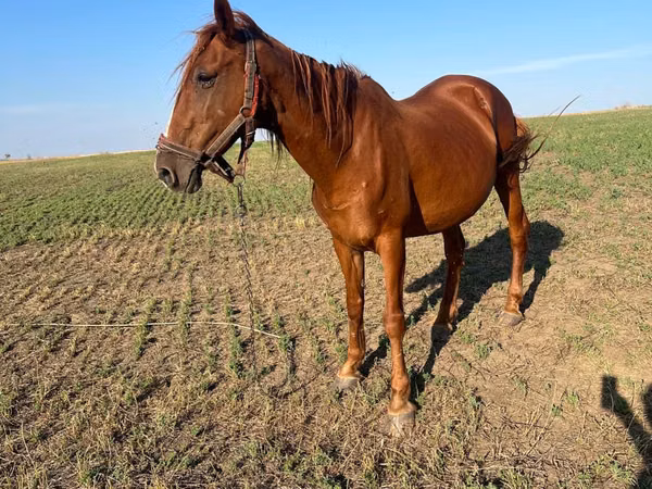 Mare, Horses — Moldova