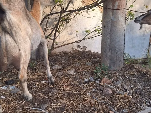 Goat, Alpine goat