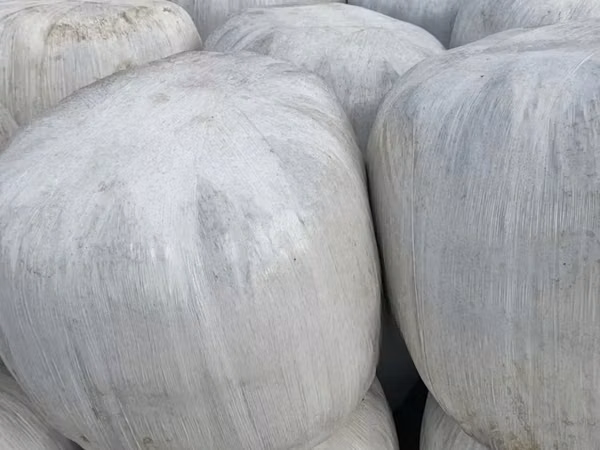 Corn Silage