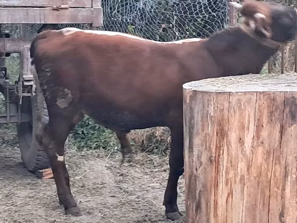 گاو نر, گاو