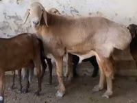 قوچ, Arashan sheep — عکس 3