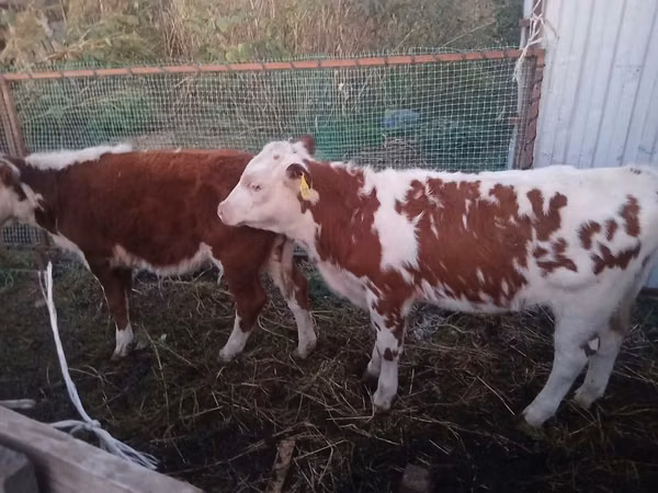 Cattle (batch, sex not specified), Simmental cattle — Kazakhstan