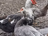 Muscovy Domestik — foto 4