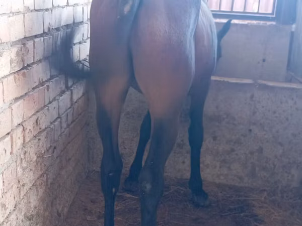 Horse (M), Manipuri pony — Kyrgyzstan