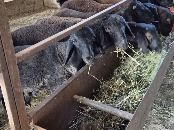 Ram, Sheep — Uzbekistan