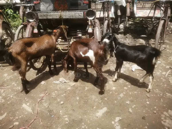 Goat, Black Bengal goats