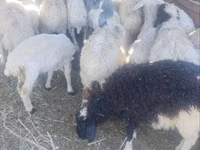 Kambing jantan, Sheep — foto 2