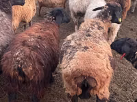 Ram, Kazakh fat-tailed coarsewool sheep — photo 2