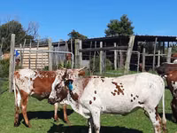 母牛, Nguni cattle — 照片 7
