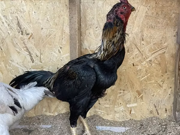 Chickens — Kyrgyzstan
