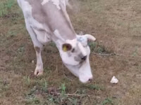 母牛, Holstein breed — 照片 2