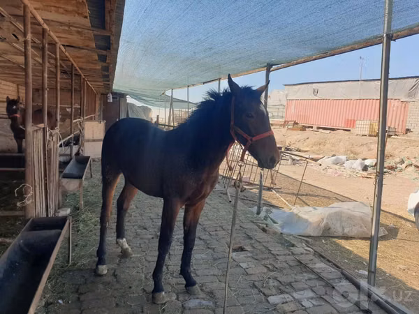 Hengst, Kyrgyz Horse