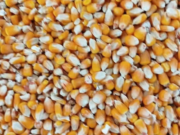 Кукуруза 🌽 курук таза. буудай таза курук адрес кара балта толка