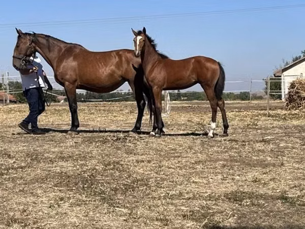 Kobila, Nonius horse — Мађарска