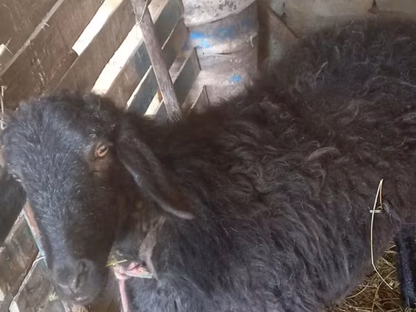 Sheep, Sheep — Uzbekistan