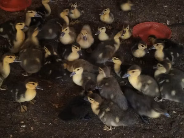 Ducks — Azerbaijan