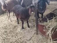 Sheep, Sheep — photo 3
