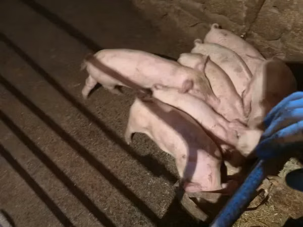 Sow, Pigs — Armenia