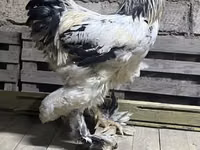 Brahma — foto 1