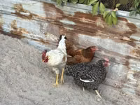 Chickens — ছবি 4
