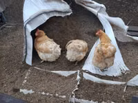 Chickens — ছবি 3