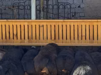 Kambing jantan, Sheep — foto 7