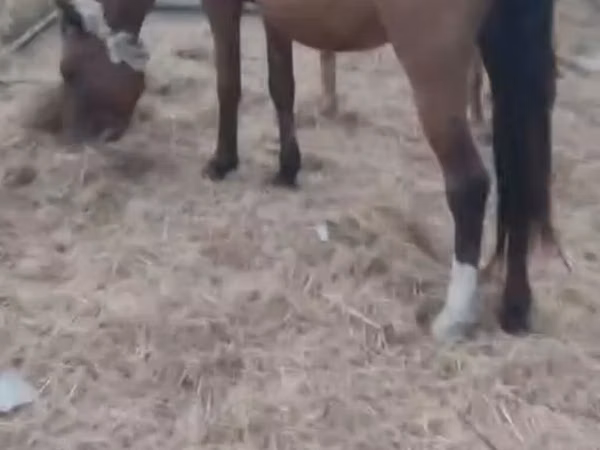 Horse (M), Horses — Azerbaijan