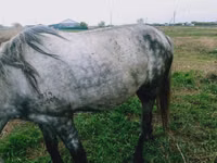 Mare, Horses — photo 3